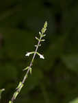 American lopseed